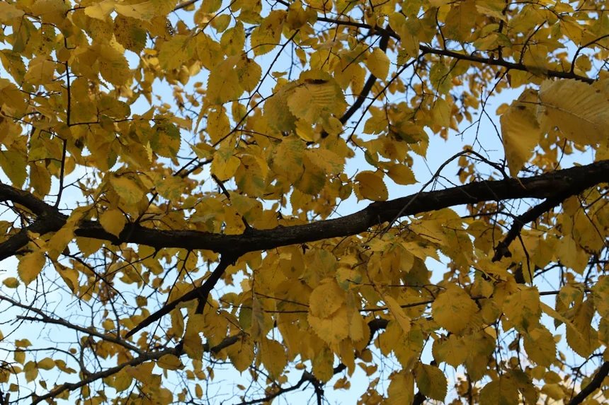 Autumn.