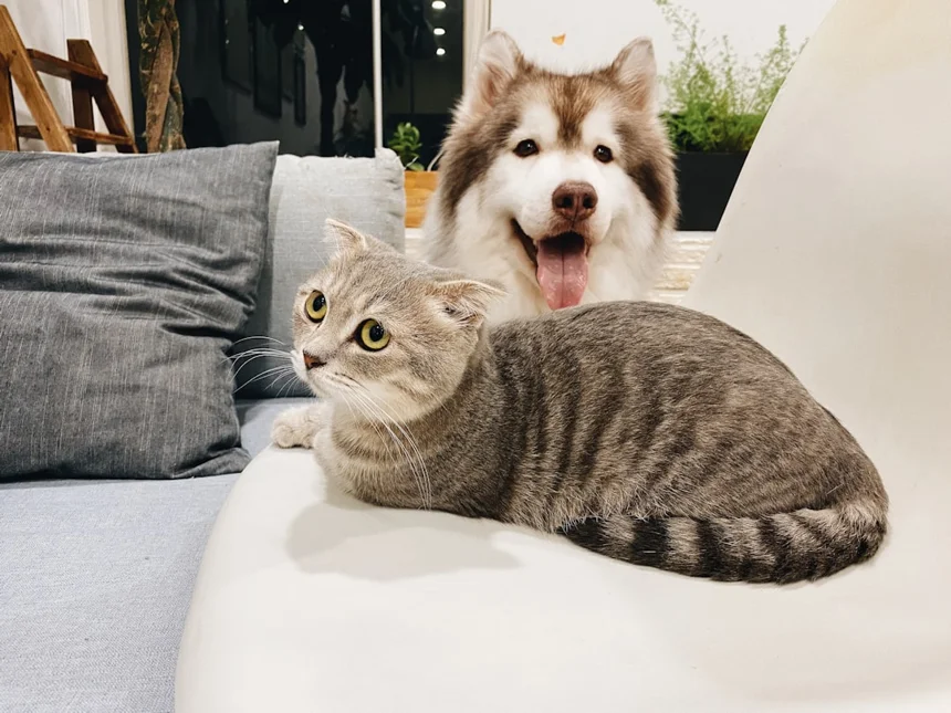 Pet